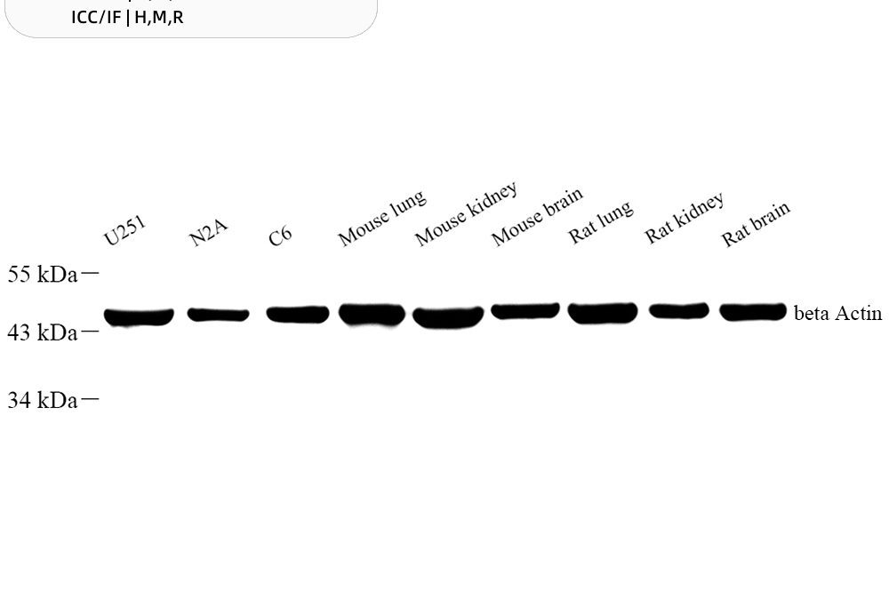 GB11001 Anti-beta Actin Rabbit pAb