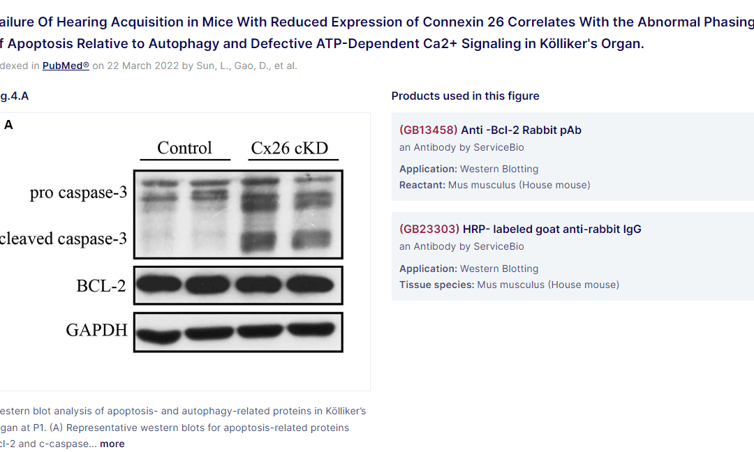 (GB23303) HRP- labeled goat anti-rabbit IgG