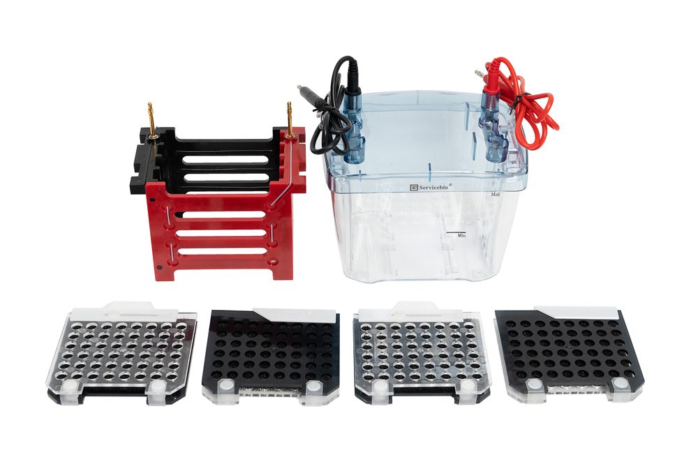 BVT-4 Transfer Electrophoresis System