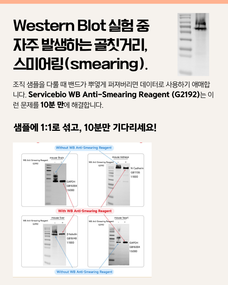 WB_smear_02