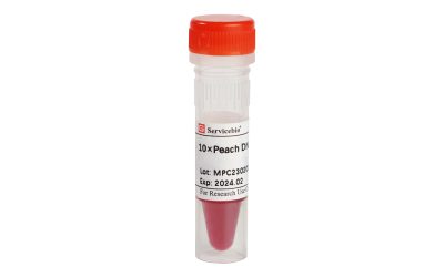 Servicebio 10×Peach DNA Loading Buffer (G3375-1ML)