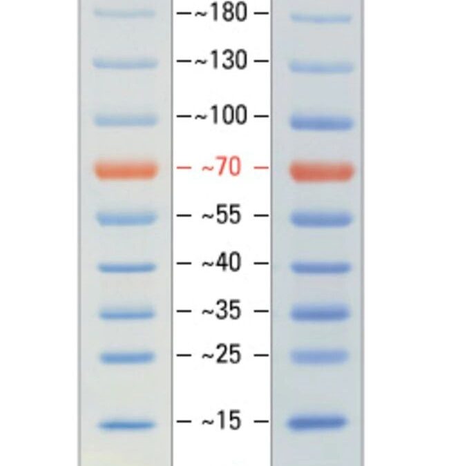Protein Marker  26616 (10-180 KDa) / 26619 (10-250 kDa)